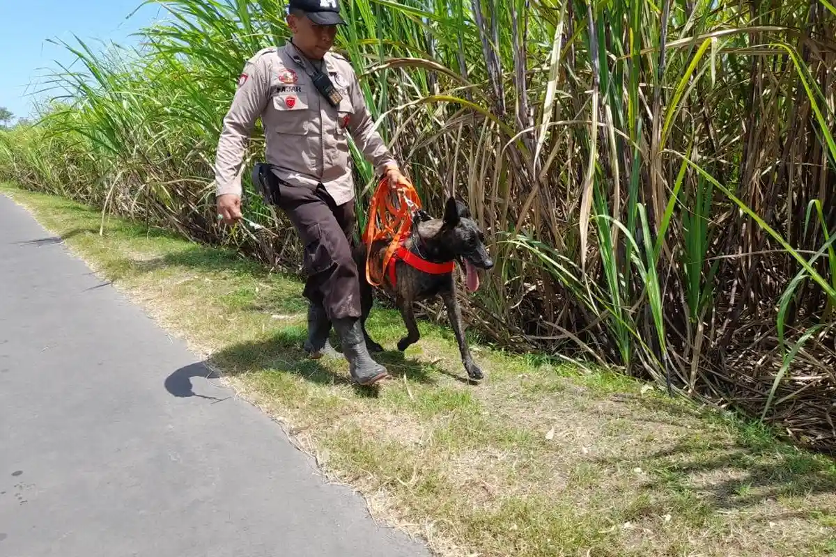 Buru Komplotan Maling Sapi Lumajang, Polisi Gunakan Drone dan Anjing Pelacak