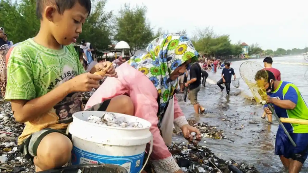 Ketiban Berkah, Warga Panen Gratis Kerang yang Terbawa Ombak Besar di Pantai Sendang Sikucing Kendal