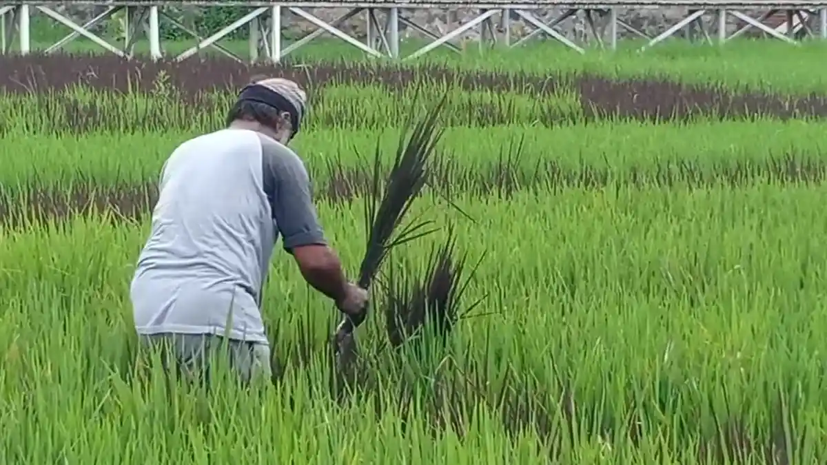 Hadapi Masa Tanam Pertama, Petani di Kudus Dapat Tambahan Pupuk Subsidi 4.737 Ton