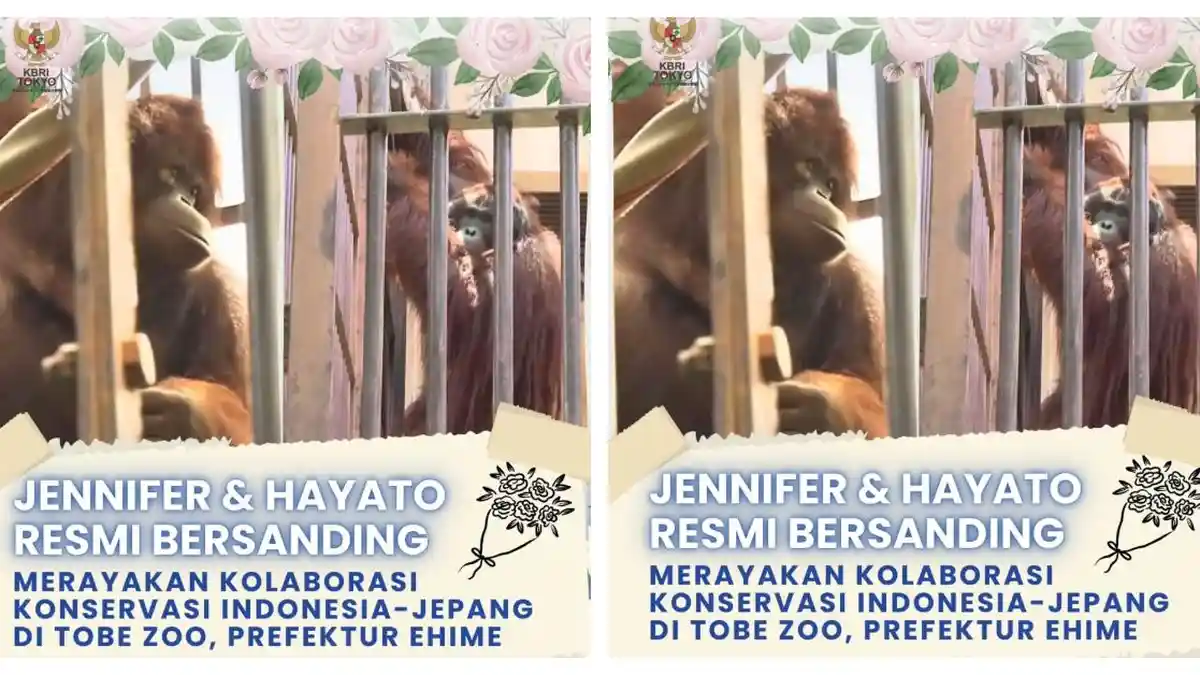 Mengenal Jennifer dan Hayato, Orang Utan Kalimantan 'Menikah' di Jepang