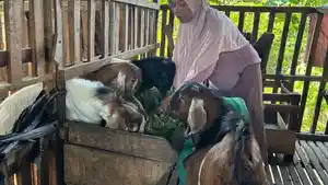 Ibu-di-Ngawi-yang-memilih-untuk-berternak-kambing-demi-membahagiakan-hidup-anaknya.jpg