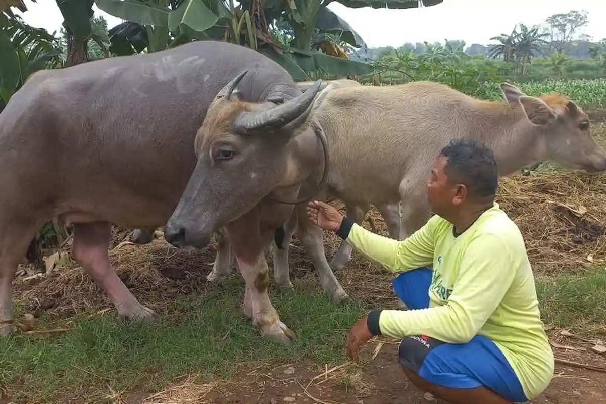 Wabah PMK Merebak, Peternak Kerbau di Jepara Cemas: Harga Hewan Bisa Anjlok hingga Rp5 Juta