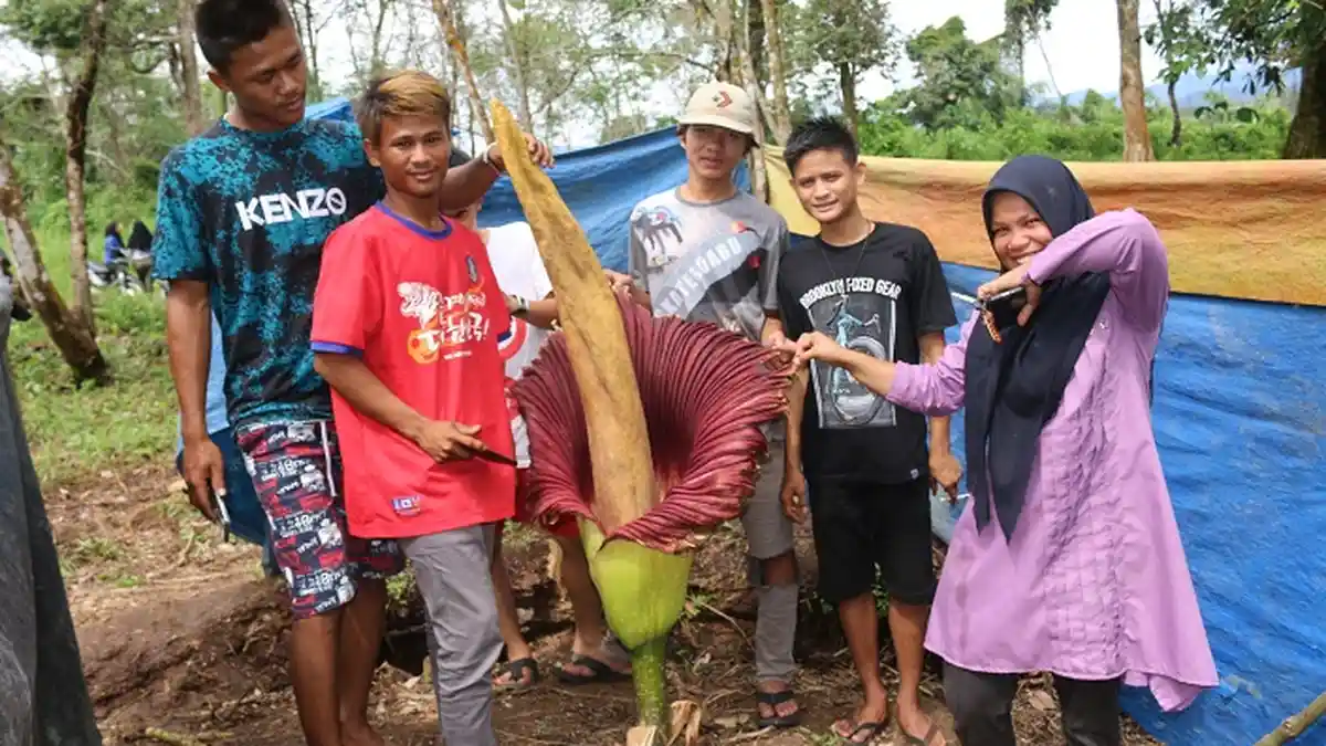 Bunga Bangkai Kembali Tumbuh di Subulussalam, Ditemukan di Areal Kebun Warga