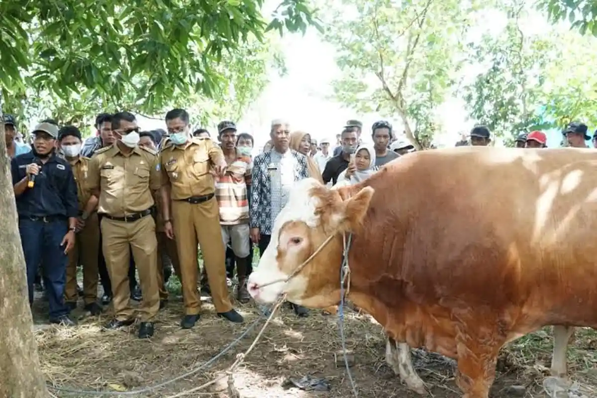 Bantu Pasarkan Daging Sapi Bulukumba, Andi Utta: Saya Ada Kawan di Australia