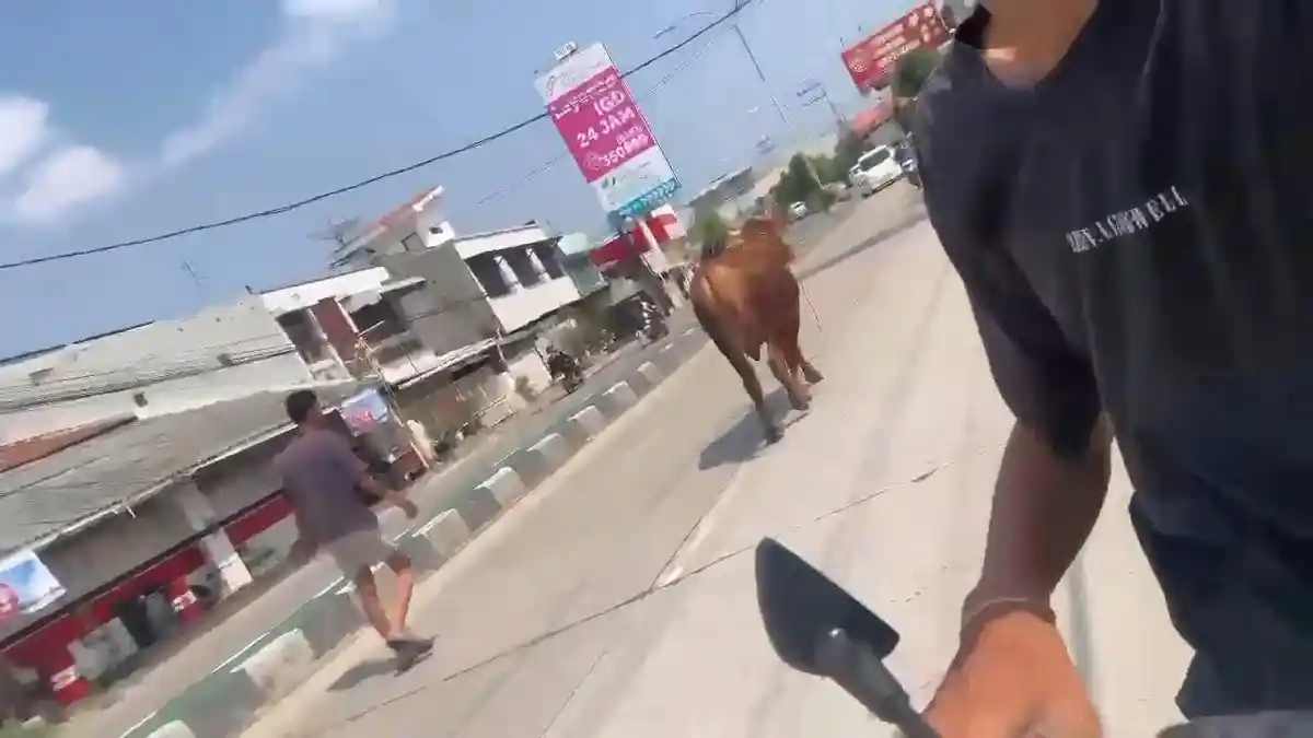 Sapi Kurban di Tegal Lepas dan Lari ke Jalan Pantura saat Diturunkan dari Mobil