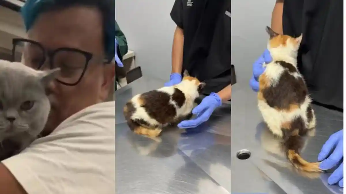 Pilu, Potret Kucing Uya Kuya Diselamatkan dari Penjarahan, Stres dan Tampak Kurus, Bulunya Amburadul