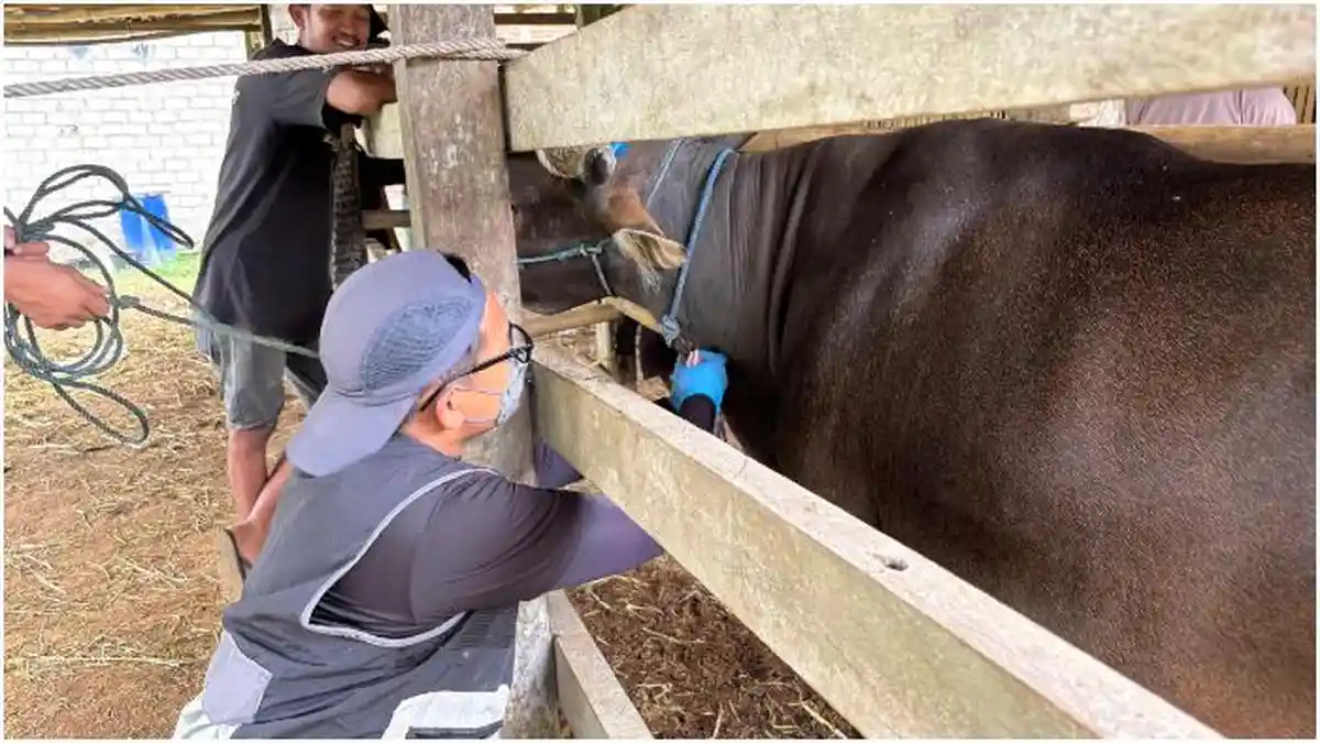 Sapi Kurban Luar Daerah Diperiksa Ketat saat Masuk ke Bone