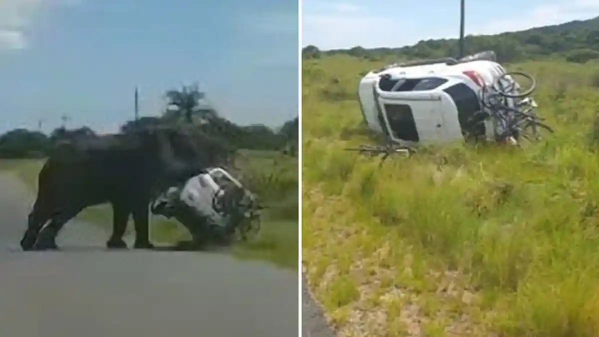 Detik-detik Gajah Mengamuk dan Serang Mobil Berisi 4 Penumpang hingga Terbalik