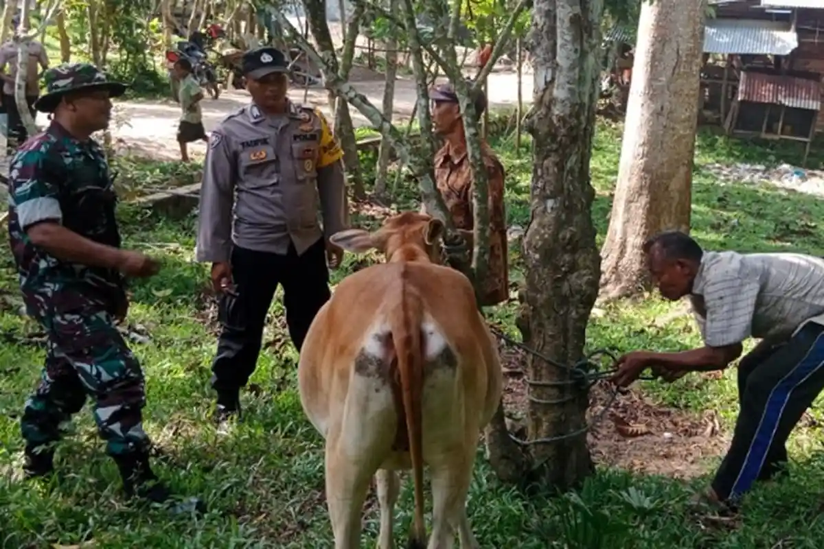 Ternak Terpaksa Dipotong karena PMK Diganti Rugi Maksimal Rp 10 Juta