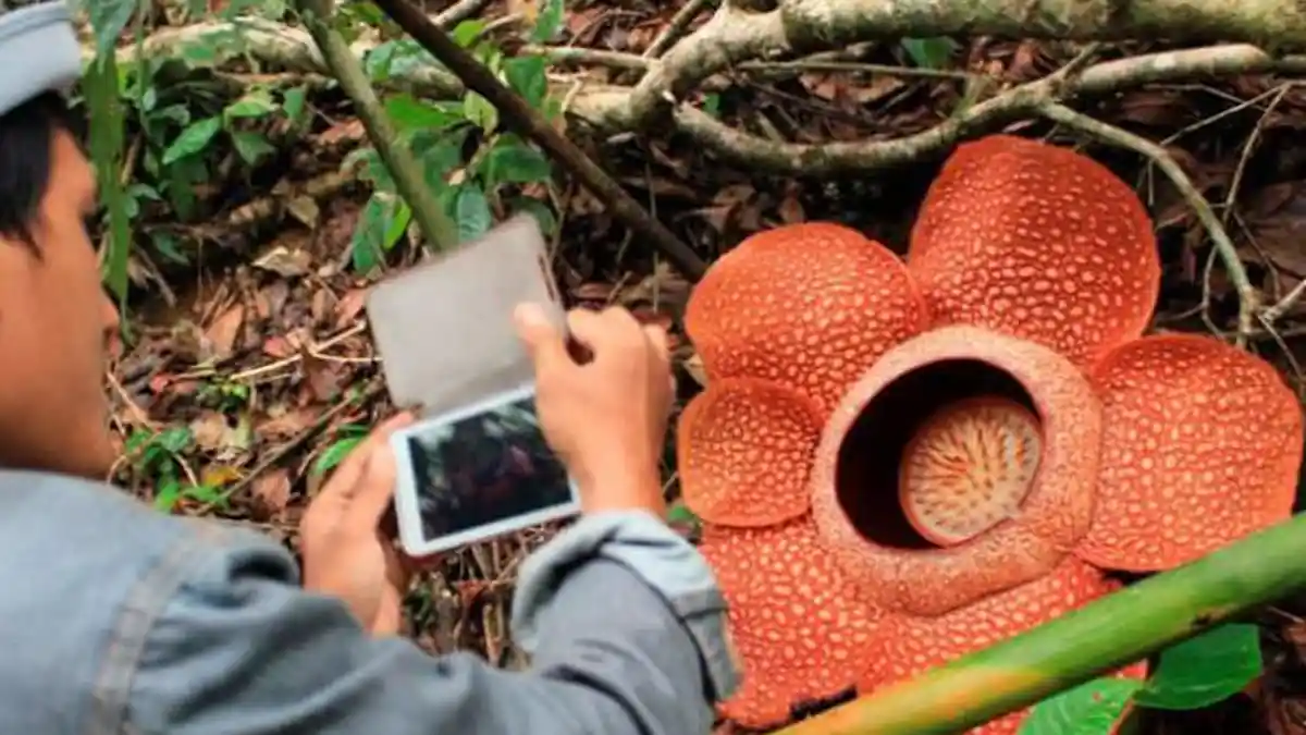 6 Lokasi untuk Melihat Bunga Rafflesia Arnoldii, Paling Populer Ada Di Bogor