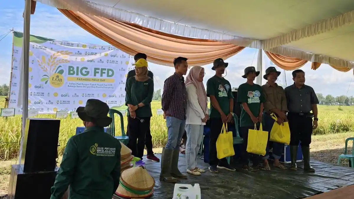 Panen Raya Demo Padi Kerjasama BSIP Lampung dengan GGF - Tribunlampung ...