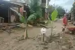 aksi-protes-warga-menanam-pohon-pisang-di-tengah-jalan-di-Kelurahan-Dawi-Dawi-Pomalaa-Kolaka.jpg
