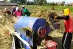 Puluhan Petani Padi Bandung Panen