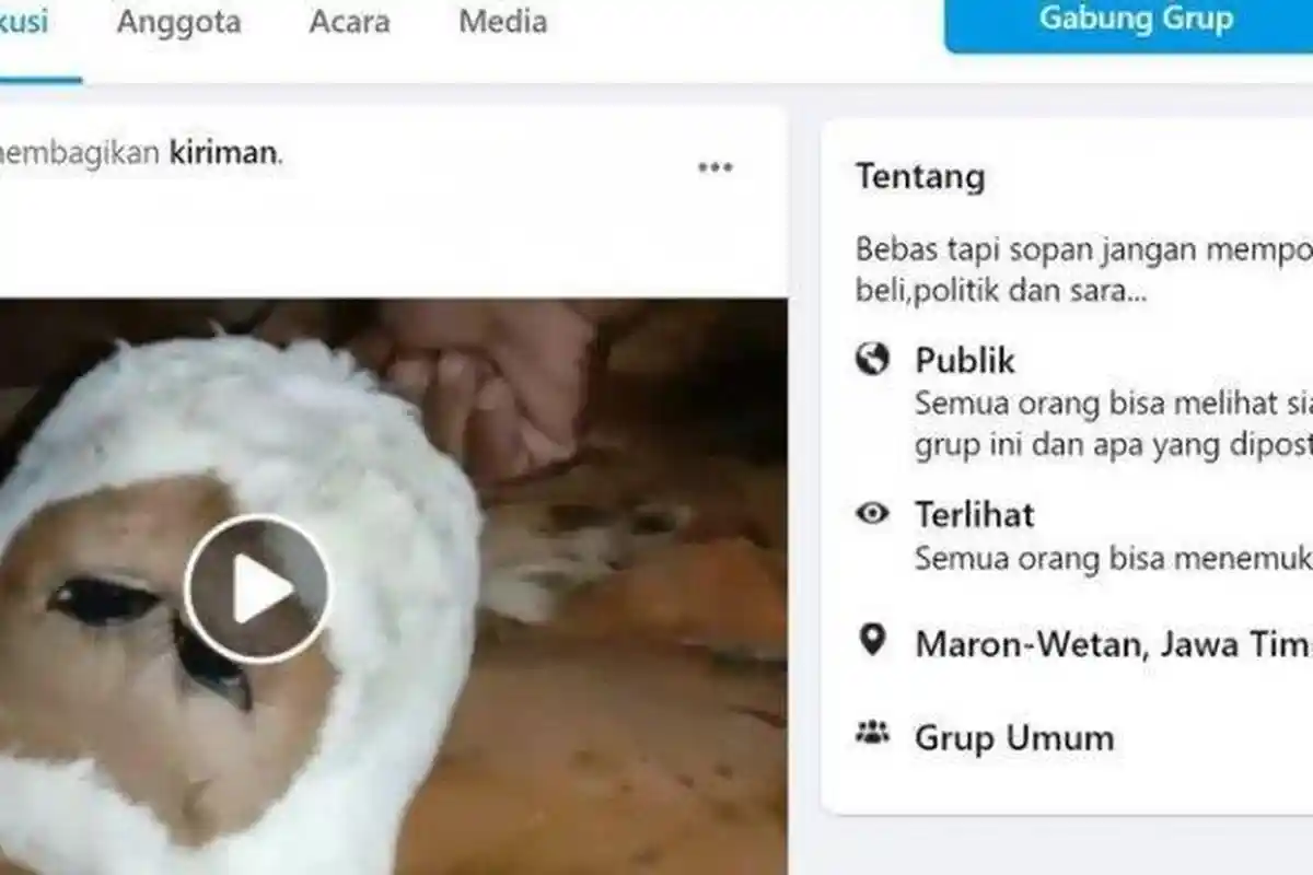 Warga Histeris Lihat Seekor Sapi Bermata Empat dan Berkepala Dua yang Lahir di Probolinggo