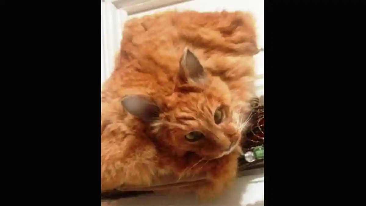 Ngeri! Tas Tangan Seharga Rp 14 Juta Ini Terbuat dari Kulit dan Kepala Kucing Asli