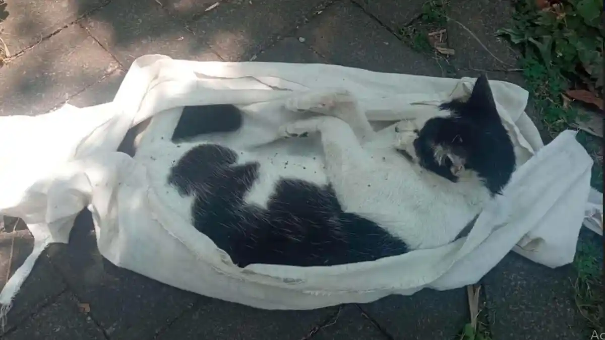 UPDATE Belasan Kucing di Sawojajar Malang Mati Misterius, Warga Desak Polisi Usut Tuntas