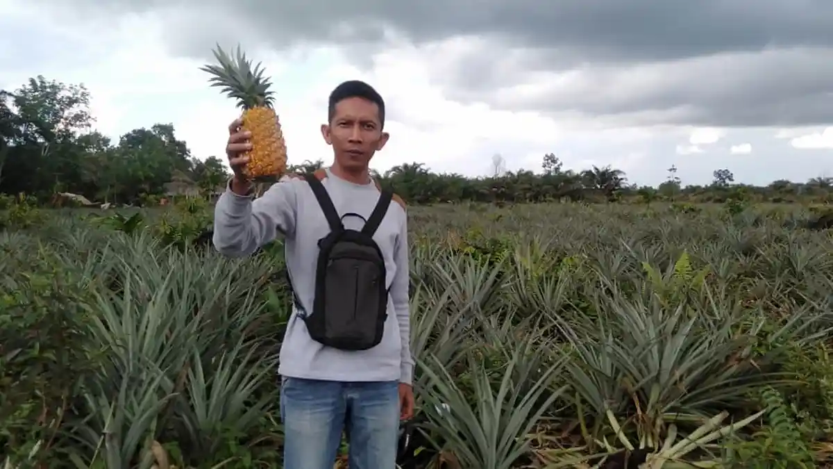 Cuaca Jambi 24/5/2026, Hujan Ringan Merata dengan Suhu Sejuk