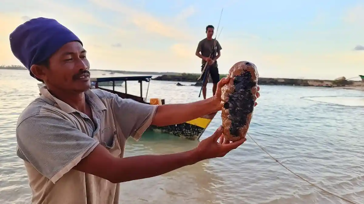 Harga Teripang Kering di Simeulue Tembus Rp 1 Juta/Kg