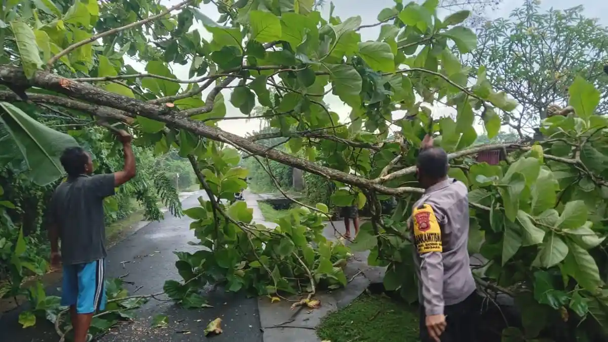 Akibat Hujan Deras, Pohon Jati Tumbang di Desa Baluk Jembrana