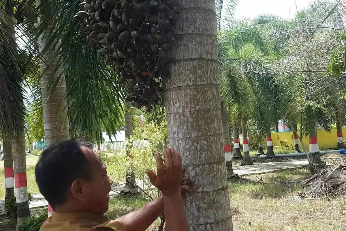 Wisata Kalsel - Pengunjung Desa Seribu Pohon Palmm Batola Disuguhi Kolak dan Jus Palam
