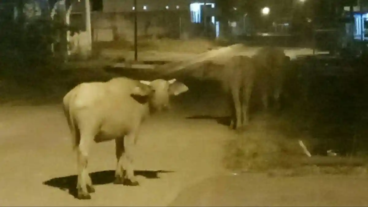 Siang Sudah Ditertibkan, Malam Hari Justru Ternak Berkeliaran di Area Umum Tebo Tengah
