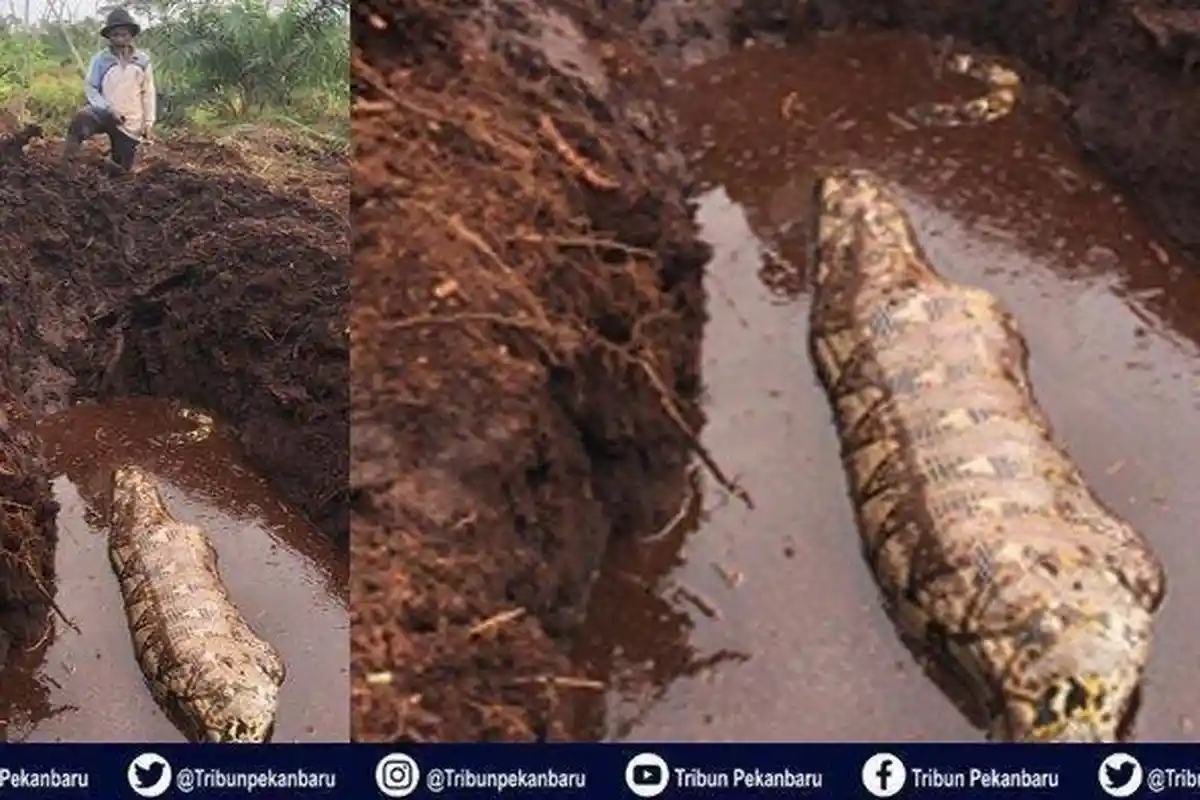 Raja Kobra Duel Maut Kontra Ular Piton Corak Batik, Inilah Hasil Pertarungan Hidup Mati Dua Hewan