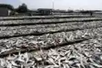 Nelayan Jemur Ikan Asin