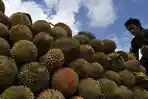 ilustrasi-durian.jpg