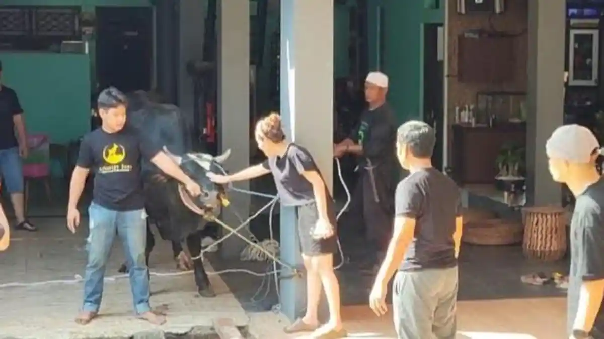 Sapi Kurban Ayu Ting Ting Seberat  Nyaris 1 Ton Mengamuk Ketika Ingin Disembelih