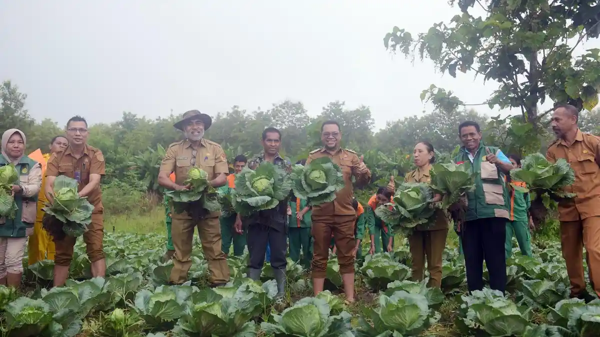 Kelompok Tani Mane Bala Raup Rp 24 Juta Sekali Panen Sayur Kol