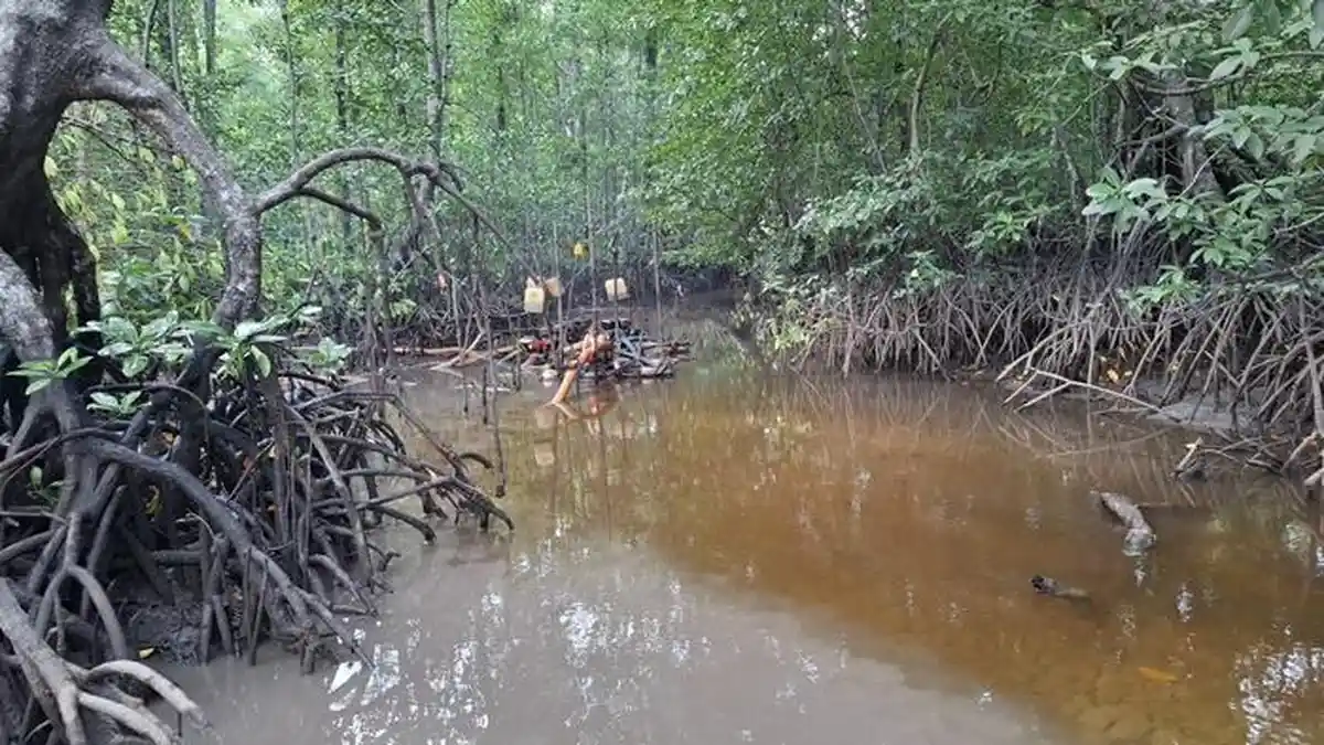 Tambang Ilegal Babat Hutan Mangrove Desa Kumbung