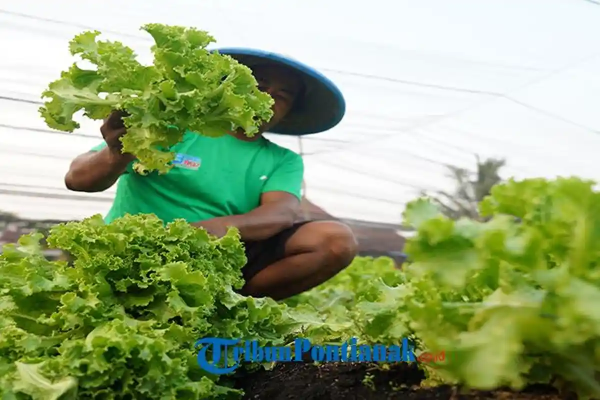 Essay Foto - Menuai Sejahtera di Tanah Gambut - panen-sayuran-hijau-menunjukkan-keberhasilan-petani.jpg