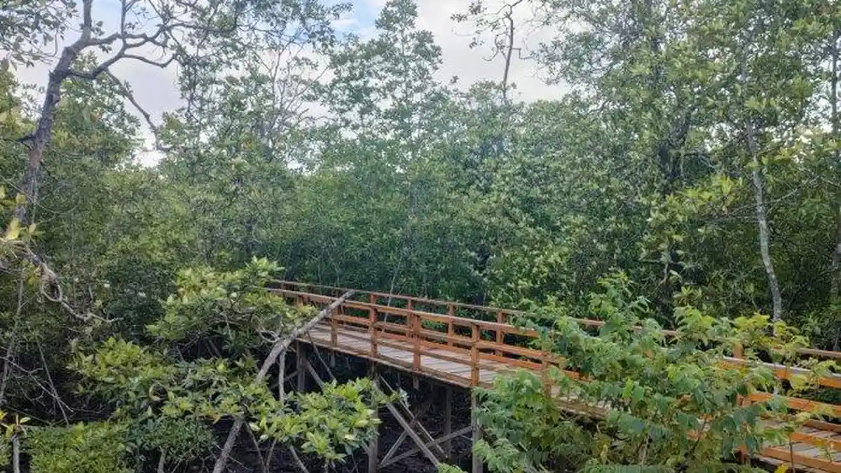 Destinasi Wisata Mangrove Pering di Natuna Kepri Bikin Kamu Ingin ...