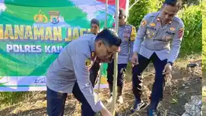 res-Kaimana-tanam-jagung.jpg