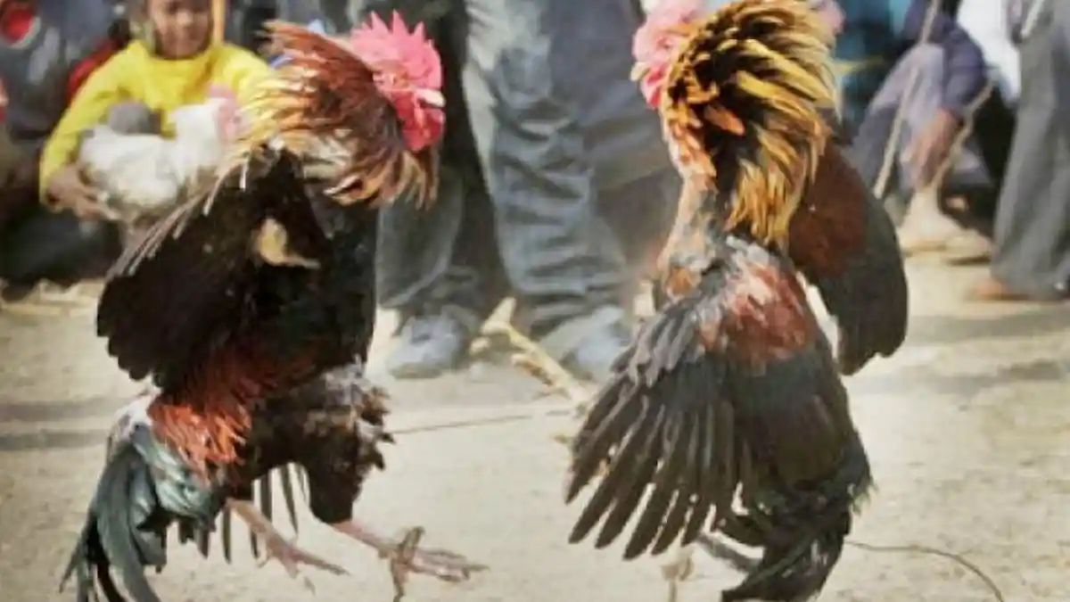 Tolong Bubarkan Judi Koprok dan Sabung Ayam di Wilayah Natar