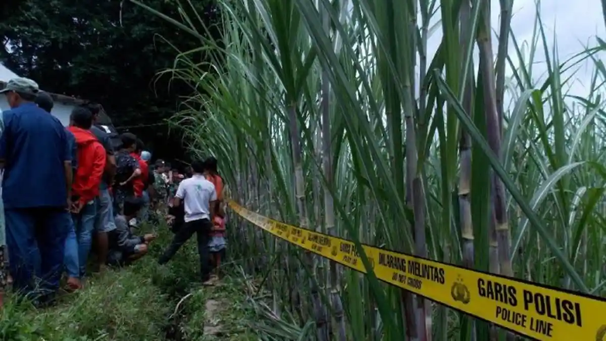 Payudara Kekasihnya Diremas Joko, Sang Pacar Lampiaskan Kemarahan di Kebun Tebu. Ngeri Akhirnya!
