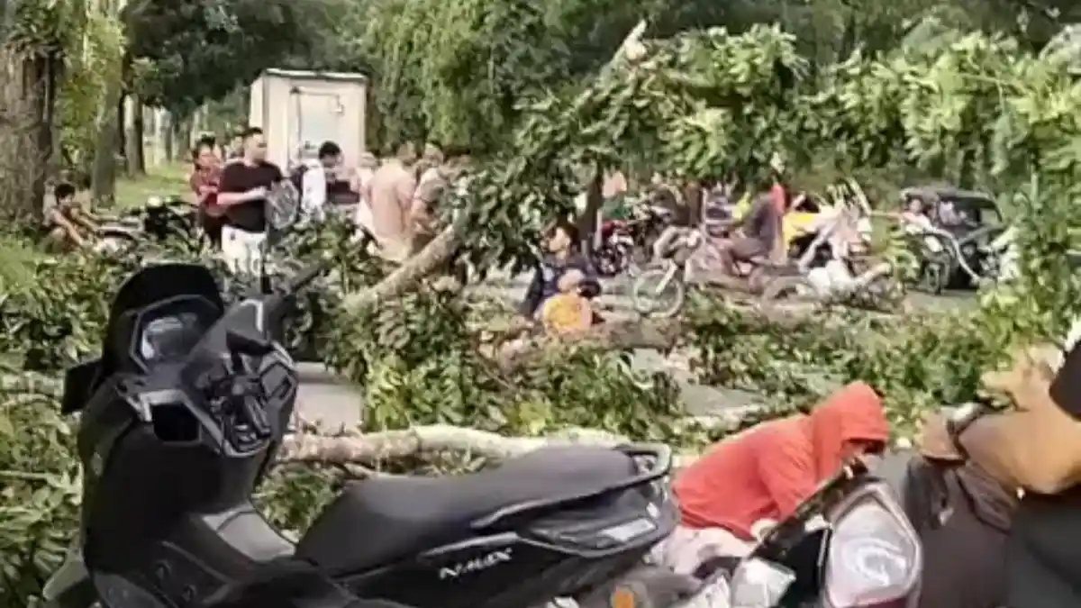 Angin Kencang, Pohon Besar Tumbang di Langkat, Pengendara Motor Tertimpa