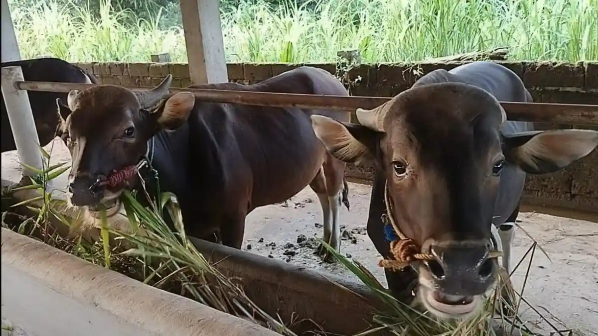 Stok Sapi Lokal Beltim Naik 40 Persen, Peternak Mulai Mandiri ...