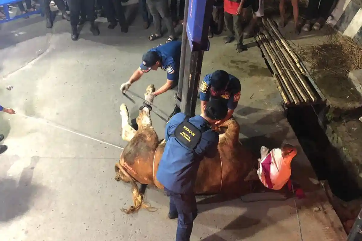 Sapi Kurban Ngamuk di Bandung, Damkar Tarik dengan Crane dan Tutup Matanya