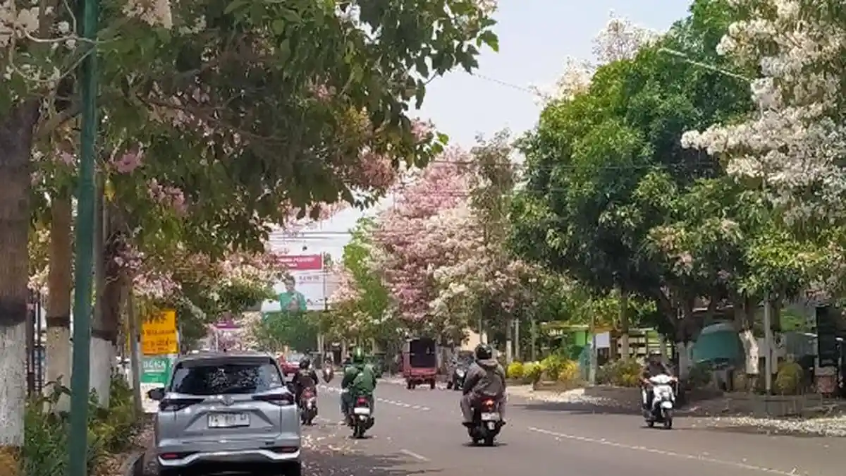 Tahun ini Mekarnya Pohon Tabebuya di Kediri Lebih Semarak Dibanding Tahun Lalu