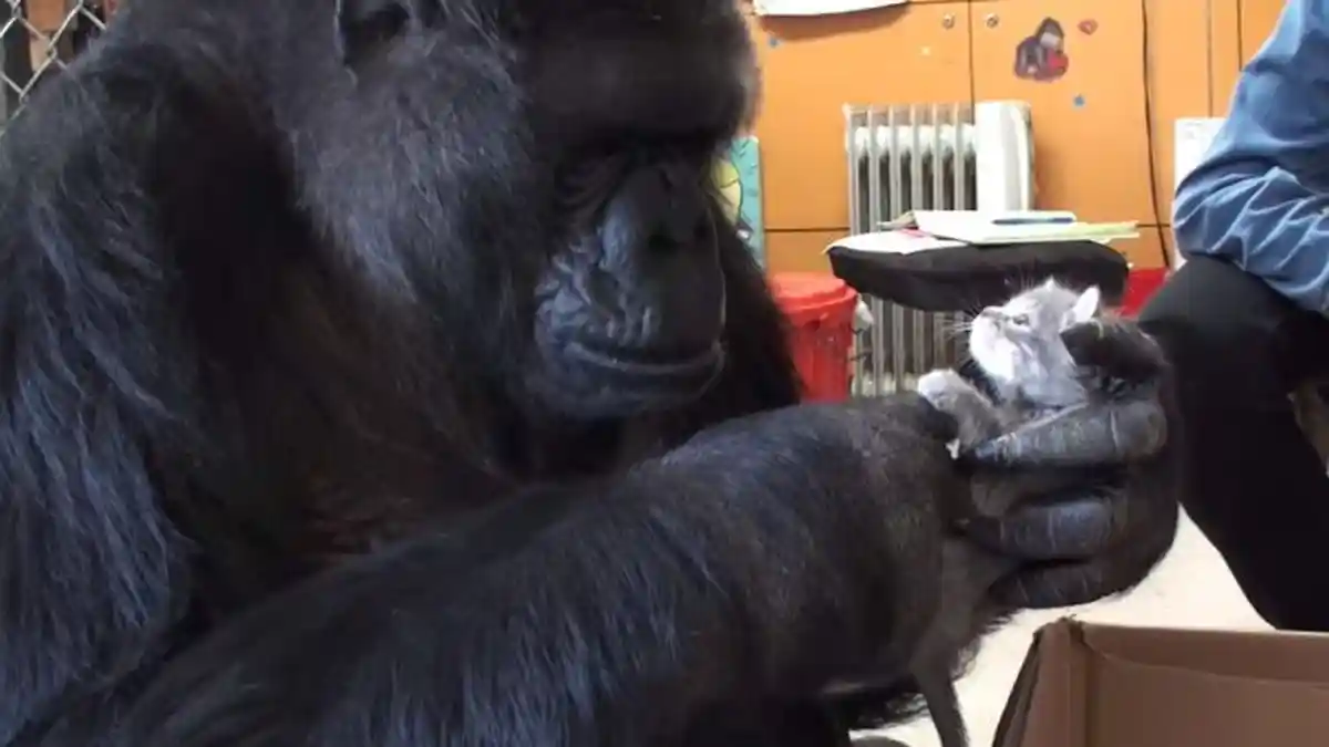 Ulang Tahun ke-44, Koko si Gorila Pilih Dua Anak Kucing Sebagai Hadiah