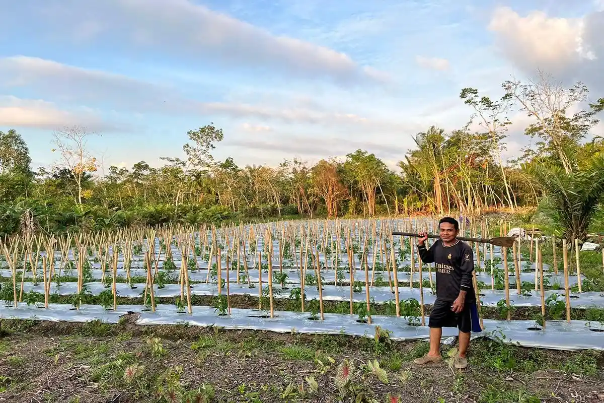 Cerita Petani Cabai di Teluk Keramat Bangkit dari Harga yang Sempat Anjlok
