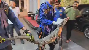 seekor-biawak-berukuran-1-meter-bertamu-ke-kantor-Bupati-Maros-Jalan-Jenderal-Sudirman.jpg