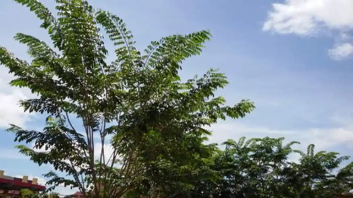 Cuaca di Kota Sanggau Terpantau Cerah