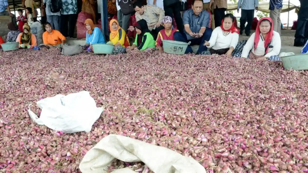 Pembangunan Bendung Karet Jadi Solusi Produktivitas Petani Bawang