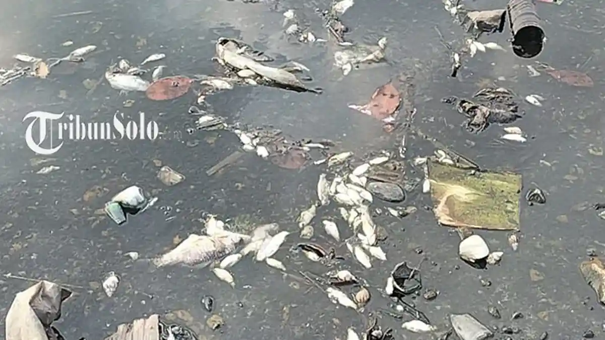 Ratusan Ikan di Kali Dengkeng Cawas Klaten Mati, Kondisi Sungai Mengering