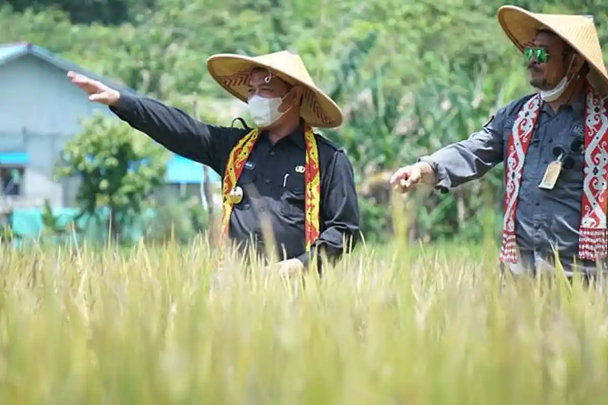 Panen Padi VUB di Kecamatan Toho, Mentan RI Nilai Pangan Penopang Penting di Tengah Pandemi COVID-19