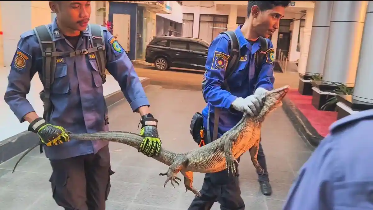 Biawak Kagetkan Bupati Maros Chaidir Syam di Kantor, Kenali Jenis-jenis ...