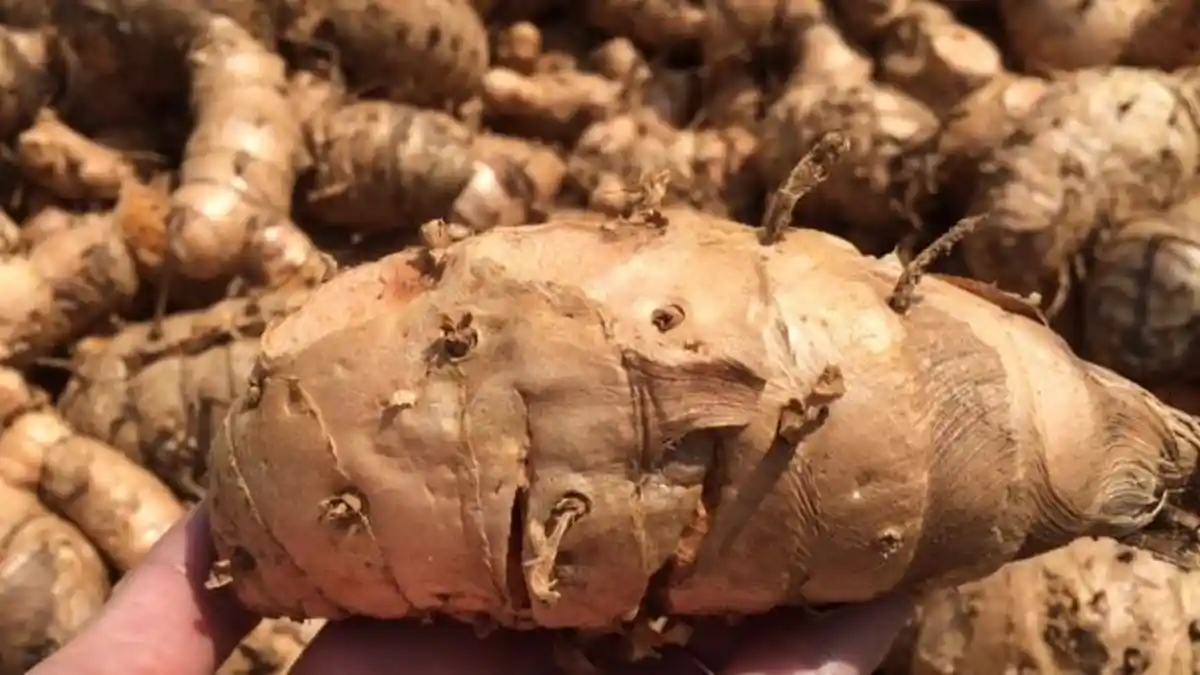 Beras Kencur hingga Temulawak, Ini 4 Jenis Jamu Bermanfaat bagi Kesehatan, Menstabilkan Gula Darah