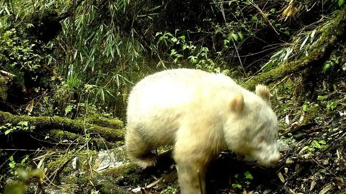Penampakan Wujud Panda Albino Pertama di Dunia